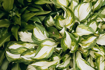 Close-up of hosta leaves with rich texture and natural green tones.