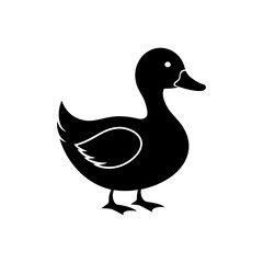 duck isolated on white