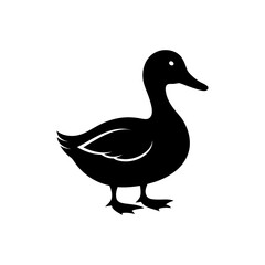 duck isolated on white
