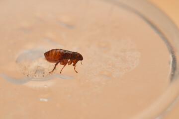 Tiny flea resting on ochre background