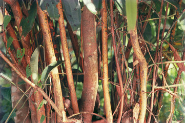 cinnamon cinnamomum zeylanicum plantation