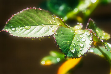 Close-up of fresh green rose leaves glistening with morning dew. Droplets cling to the serrated...