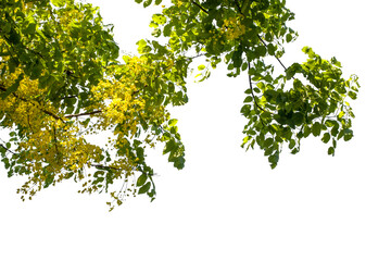 Obraz premium green leaves and yellow flower isolated on white background