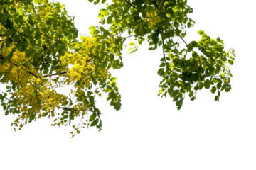 green leaves and yellow flower isolated on white background