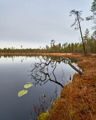 lake and trees