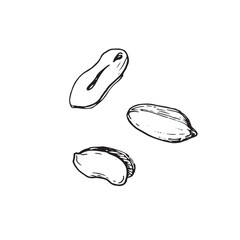 Peanut collection of hand drawn ink vector illustrations. Whole and cut nuts. Set of objects for label design