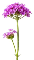 Fototapeta premium Isolated Verbena Flower Blossom with a Tall Stem and Smaller Bloom
