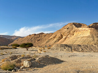 Lonely tree in the Arava desert