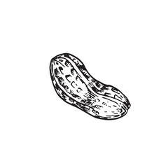 Peanut kernel in shell vector illustration hand drawn with ink. Black and white sketch isolated on white background. Object for food and vegetarian drinks label design