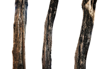 Fototapeta premium a collection of dead tree trunks