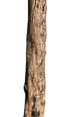 tree bark texture isolated on white background