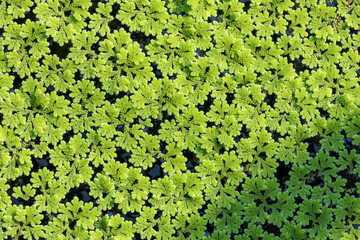 Azolla caroliniana or Mosquito fern, Water fern. It is a small aquatic plant in the family of ferns. It grows on water surface, in the tropics and in general.