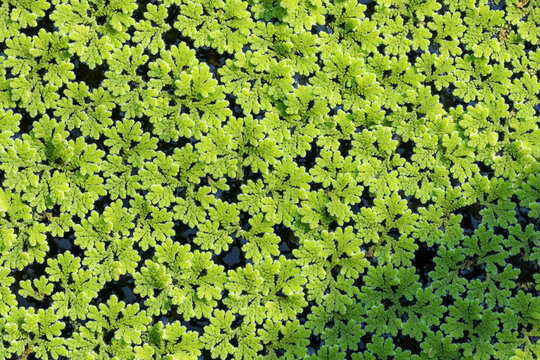 Azolla caroliniana or Mosquito fern, Water fern. It is a small aquatic plant in the family of ferns. It grows on water surface, in the tropics and in general.