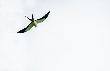 The swallow-tailed kite is a species of bird of prey in the falcon family. It is the only member of...