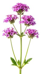 Fototapeta premium Delicate Verbena Flower in Full Bloom Against a Pure White Background