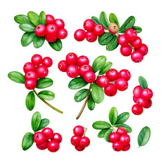  Set of cowberry with green leaves and red berries (Vaccinium vitis-idaea, lingonberry, mount png