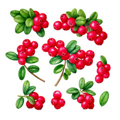  Set of cowberry with green leaves and red berries (Vaccinium vitis-idaea, lingonberry, mount png