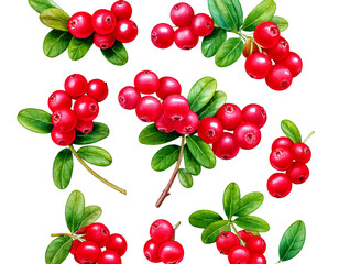  Set of cowberry with green leaves and red berries (Vaccinium vitis-idaea, lingonberry, mount png
