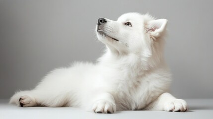 Obraz premium Fluffy white puppy looks up, studio shot, grey background, pet portrait