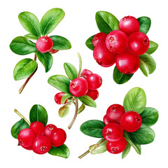  Set of cowberry with green leaves and red berries (Vaccinium vitis-idaea, lingonberry, mount png