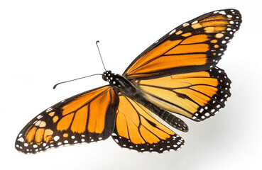 butterfly on white background