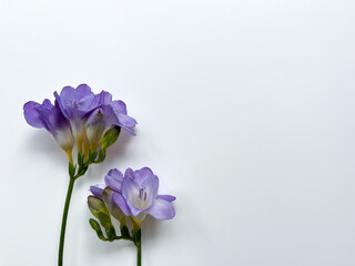 Purple violet blooms of freesia with fresh green stems on a white background with copy space. Spring flowers for greeting card designs. Concept of freshness, growth, celebration, and feminine themes.