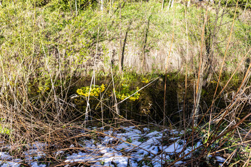 freshly fallen snow on green grass on forest riverbank