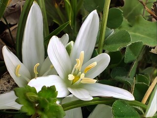 Obraz premium Blooming milk stars in sunny day spring garden ornithogalum umbellatum grass lily full bloom white small ornamental flowers Star of Bethlehem blooms amazing hd wallpaper background selective focus 