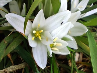Obraz premium Blooming milk stars in sunny day spring garden ornithogalum umbellatum grass lily full bloom white small ornamental flowers Star of Bethlehem blooms amazing hd wallpaper background selective focus 