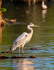 Graceful heron wading through the sparkling summer river., Diffused lighting. with white shades