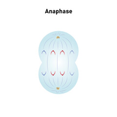 Anaphase, Third Stage of Mitosis Science Design. Vector Illustration.