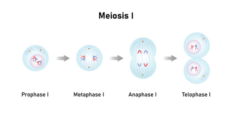 Meiosis I, First Division of Meiosis Science Design. Vector Illustration.