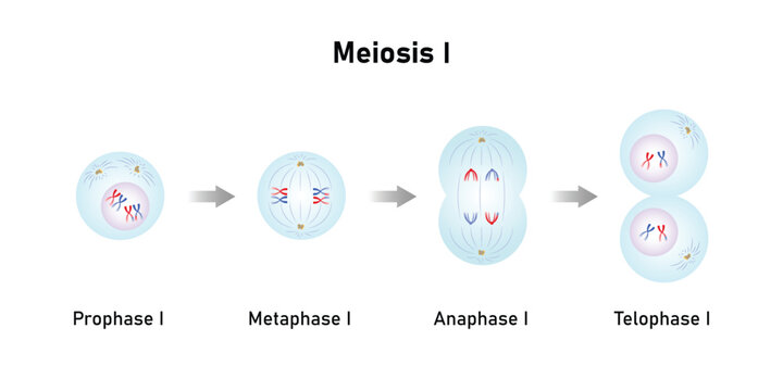 Meiosis I, First Division of Meiosis Science Design. Vector Illustration.