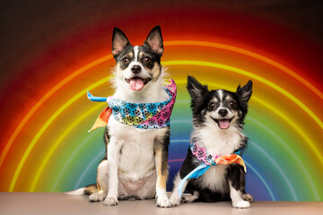 Pride Pals with Rainbow Flair