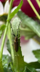 Close-up of insect with long antennae on green plant in garden