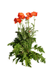 Coquelicot (Papaver rhoeas)