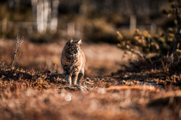 beautiful long haired cat in Norway walking pretty 