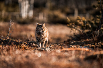 beautiful long haired cat in Norway walking pretty 