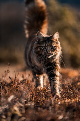 beautiful long haired cat in Norway walking pretty 
