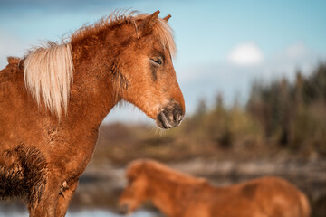 icelandic horse in natural environment pony equine