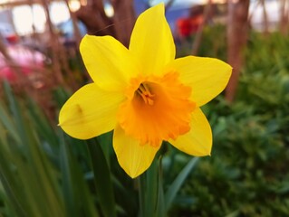 Fototapeta premium Blossoming of beautiful amazing sunny day spring yellow narcis daffodils narcissus flowers in spring season wallpaper backdrop hd 8k 4k banner close up selective focus