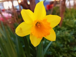 Fototapete Rund Blossoming of beautiful amazing  sunny day spring yellow narcis daffodils narcissus flowers in spring season wallpaper backdrop hd 8k 4k banner close up selective focus © Diana