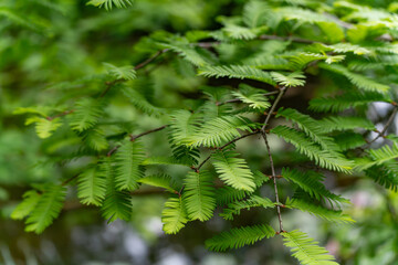 Delicate green leaves of a tree with a symmetrical structure stand out sharply against the blurred...