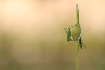 una cavalletta su un bocciolo di papavero