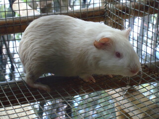 Guinea Pig inside the cage in Cebu
