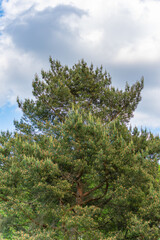 A tall conifer against a partly cloudy sky shows fresh, light green growth on its branches. Nature presents itself here as powerful and vibrant.
