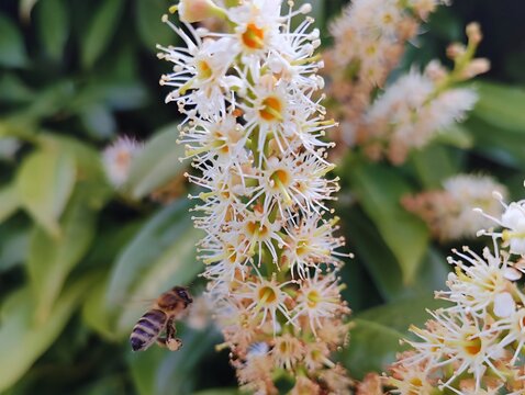 Bright blooming laurel flower laurier fleurs de palme prunus laurocerasus flowering nature closeup macro cherry plant exotic natural plant flora large white nature petal softness in spring summer 