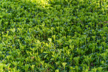 Green Carpet of Plants. The close-up shows a dense, lush green carpet of plants in the sunlight. The fresh shoots symbolize growth and spring.