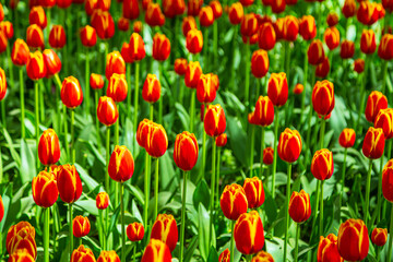 Blooming red and yellow tulips in the park. Annual tulip festival.