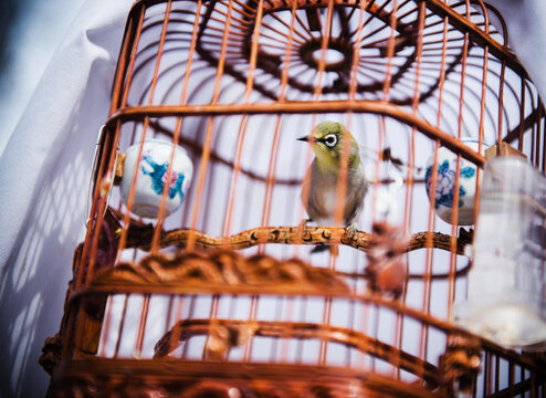 yellow Parakeet bird in an antique bird cage